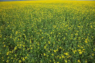 《宝可梦：大集结》开场CG和5分钟上手视频公开